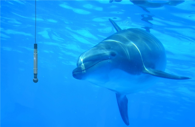 Spectrum數(shù)字化儀卡將海豚聲吶點擊轉(zhuǎn)為鼠標點擊