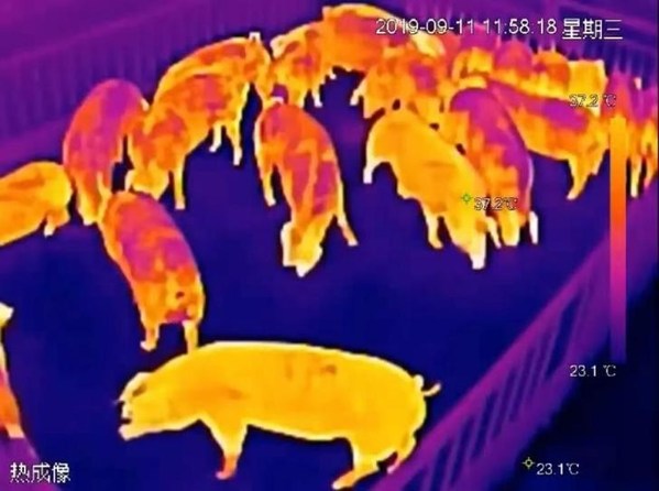 大華股份數(shù)智實(shí)踐 探索養(yǎng)殖行業(yè)數(shù)字化升級(jí)之路 大華股份數(shù)智實(shí)踐 探索養(yǎng)殖行業(yè)數(shù)字化升級(jí)之路