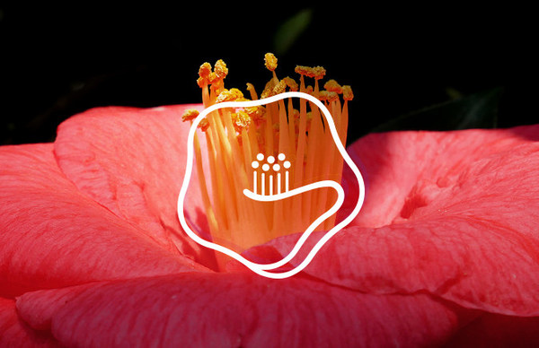 logo 林清軒618全渠道銷售同比增長超30%