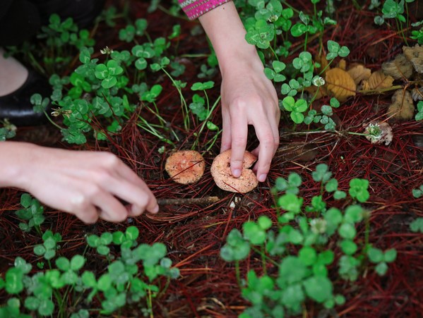 野生菌采摘活動(dòng)