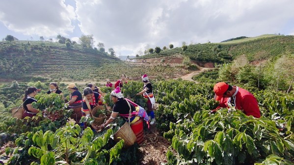 云南咖啡種植 云南咖啡種植