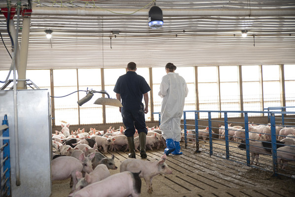 SoundTalks&reg;（咳嗽管家）助力豬場智能化健康管理