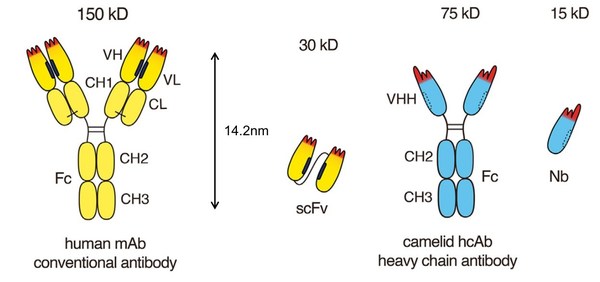 圖1. 需重輕鏈配對(duì)的完整抗體及其可變區(qū)抗體；僅重鏈無需輕重鏈配對(duì)的抗體及其納米抗體 （來源：Bannas et. al., Front. Immunol., 2017）