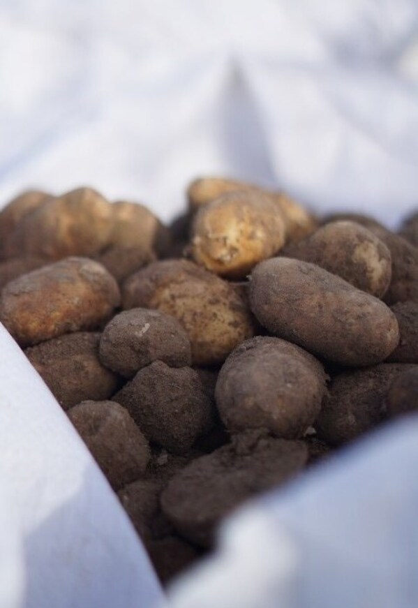 麥當(dāng)勞的薯?xiàng)l使用獨(dú)特土豆品種，其從育種到收獲至少需要三年時間