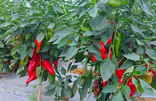 小紅椒大產(chǎn)業(yè) 浪潮云洲奏響縣域產(chǎn)業(yè)融合發(fā)展最強(qiáng)音