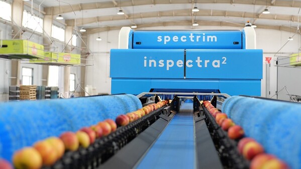 疆果道現(xiàn)場的陶朗分選線 疆果道現(xiàn)場的陶朗分選線