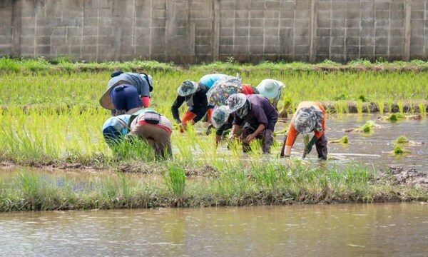 農(nóng)機(jī)水田作業(yè)的