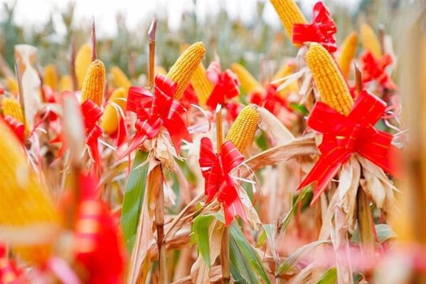 梨樹耘遠農(nóng)場田間豐收景象