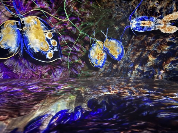 FP-ZUH6000投影下的畫面細(xì)節(jié)豐富